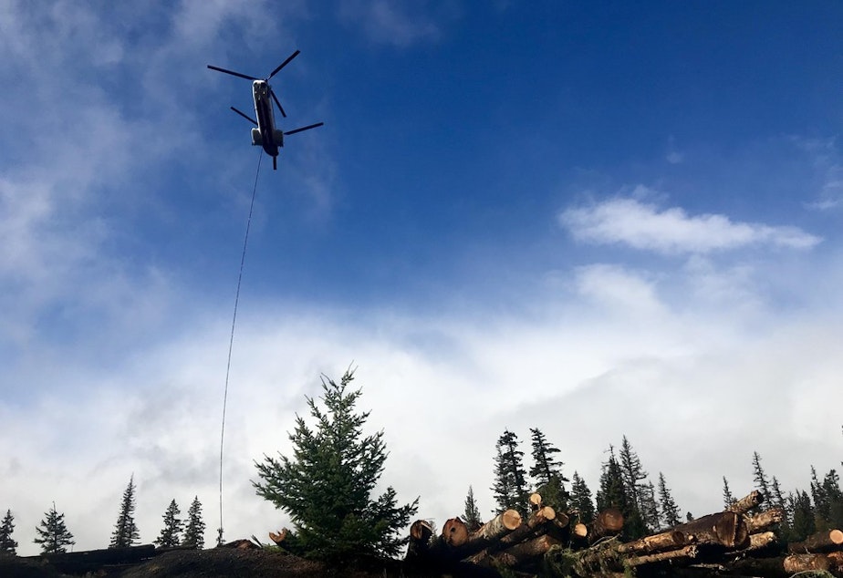 A helicopter is used to fly logs from a staging area to streams that need restoration but are no longer reached by roads. This is the largest stream restoration effort ever in the Northwest.CREDIT: COURTNEY FLATT