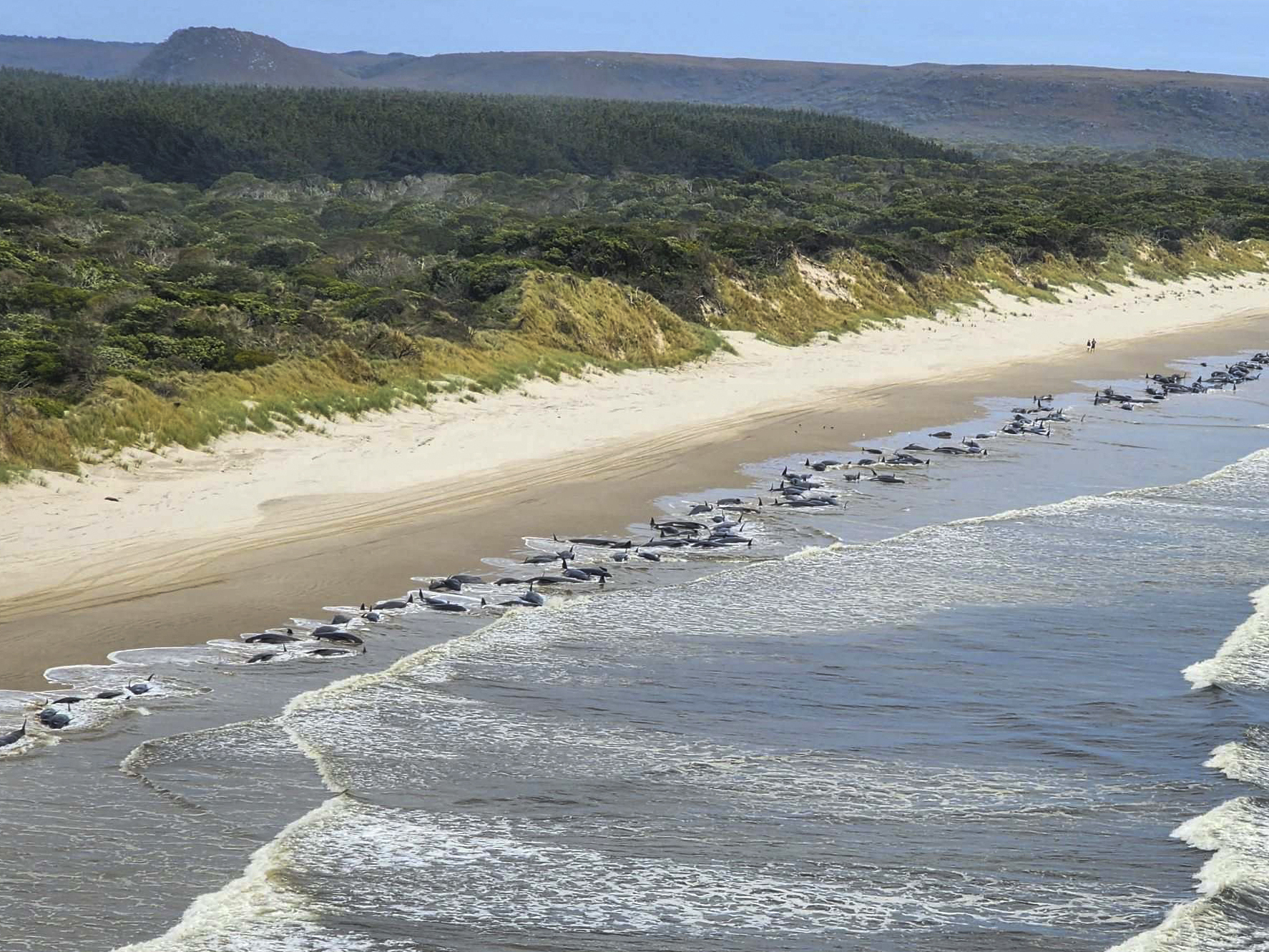caption: This photo released by Department of Natural Resources and Environment Tasmania, shows whales stranded on Ocean Beach on the west coast of Tasmania of Australia, Sept. 21, 2022.