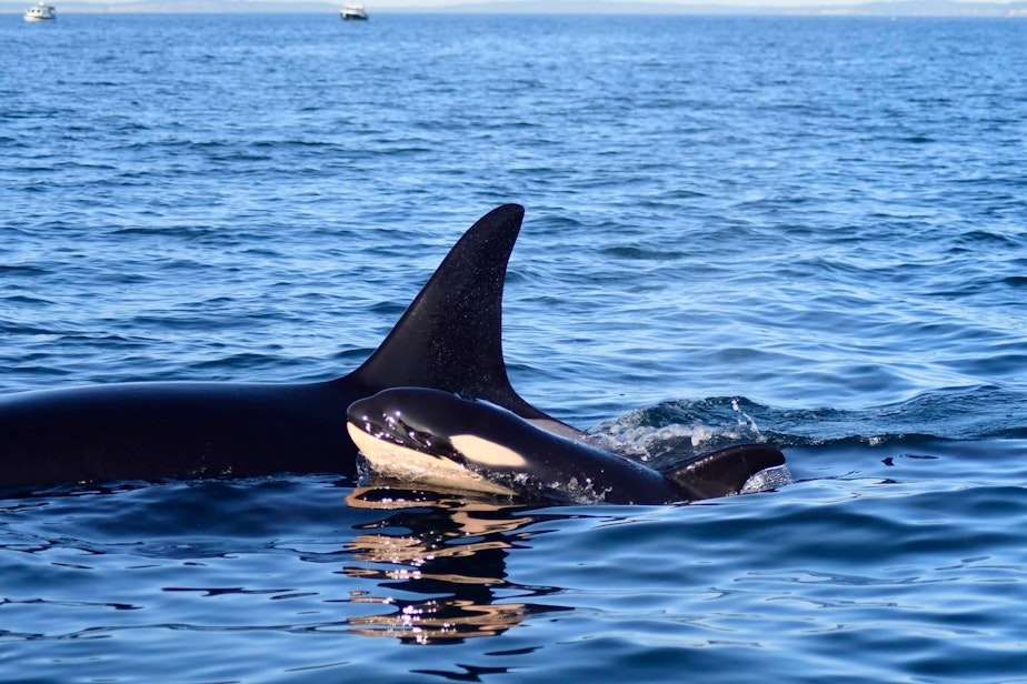 caption: A newborn orca surfaces next to orca J40 in central Puget Sound on Dec. 26, 2023