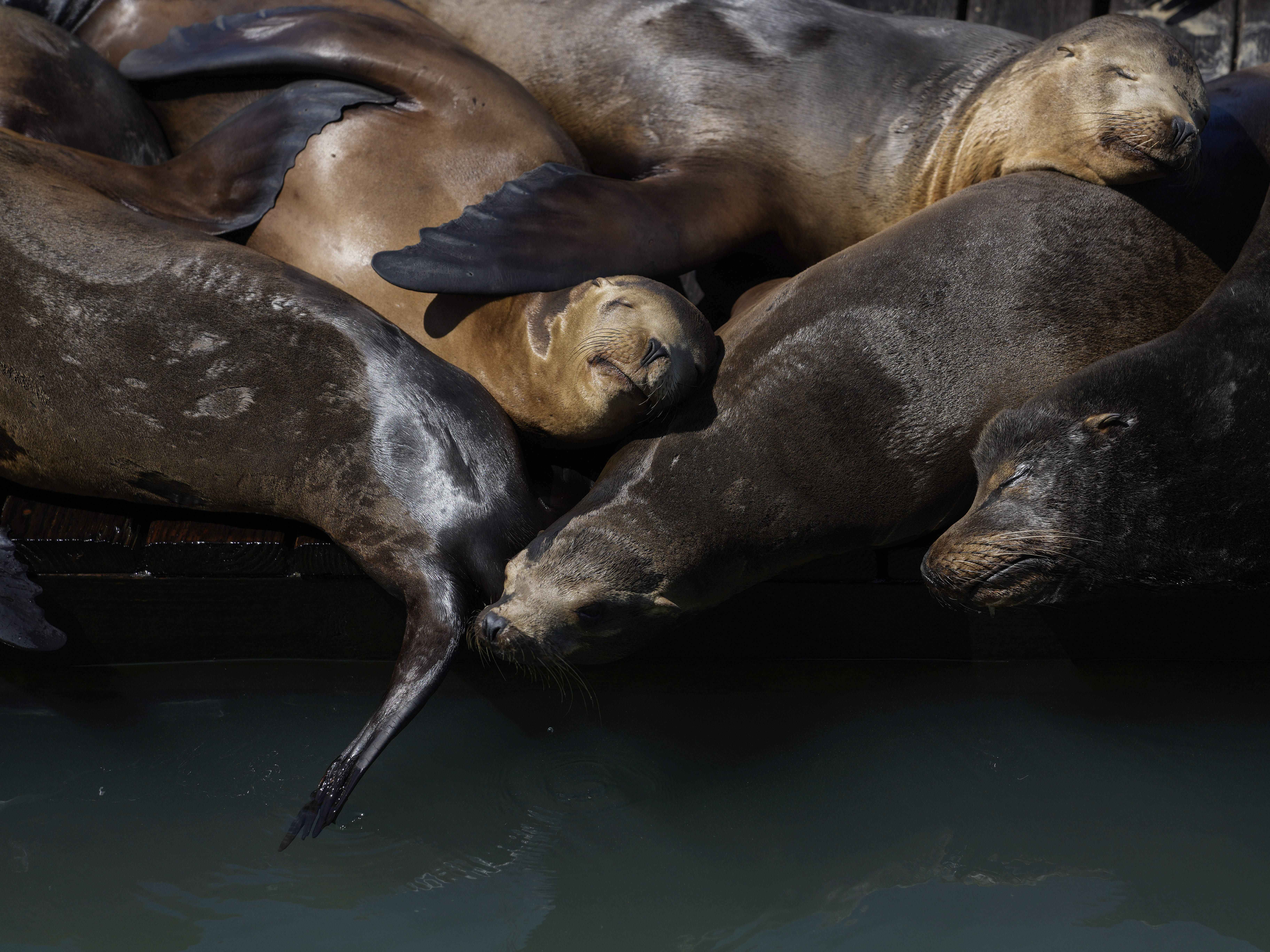 caption: Sea lions sunbathe on a raft along Pier 39, on Thursday.