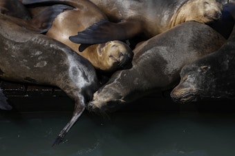caption: Sea lions sunbathe on a raft along Pier 39, on Thursday.
