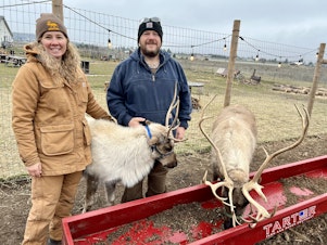 caption:  Tanya Clarke and Daniel Connell own and operate Goldendale Reindeer Farm, which has nine reindeer. 