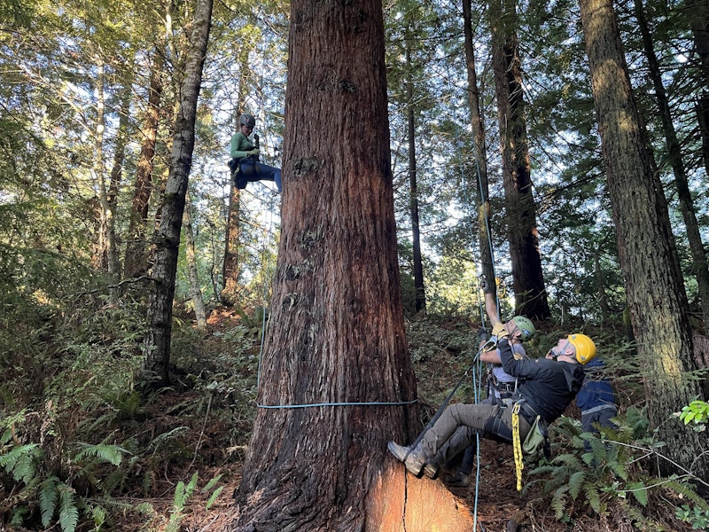 caption: THE WILD host Chris Morgan prepares to climb a redwood tree in Redwood National and State Park in California.