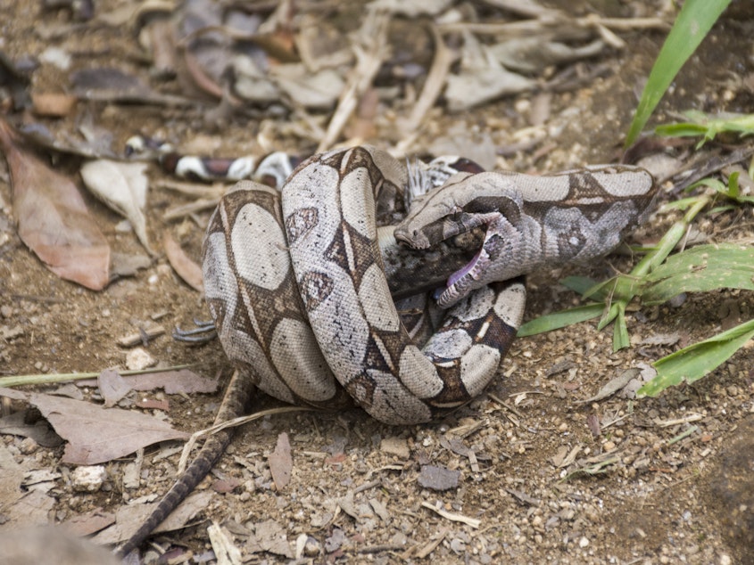 caption: A boa constrictor feeds on a lizard in Tijuca Forest National Park, Rio de Janeiro, Brazil.