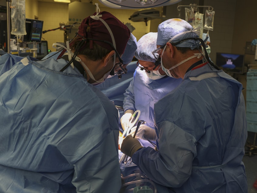 caption: Surgeons perform the first transplant of a genetically modified pig kidney into a living human at Massachusetts General Hospital in Boston.