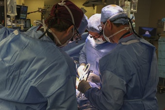 caption: Surgeons perform the first transplant of a genetically modified pig kidney into a living human at Massachusetts General Hospital in Boston.