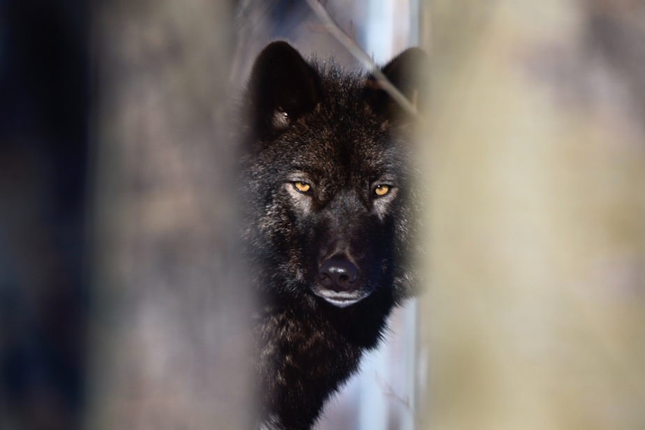 dog wolf hybrid