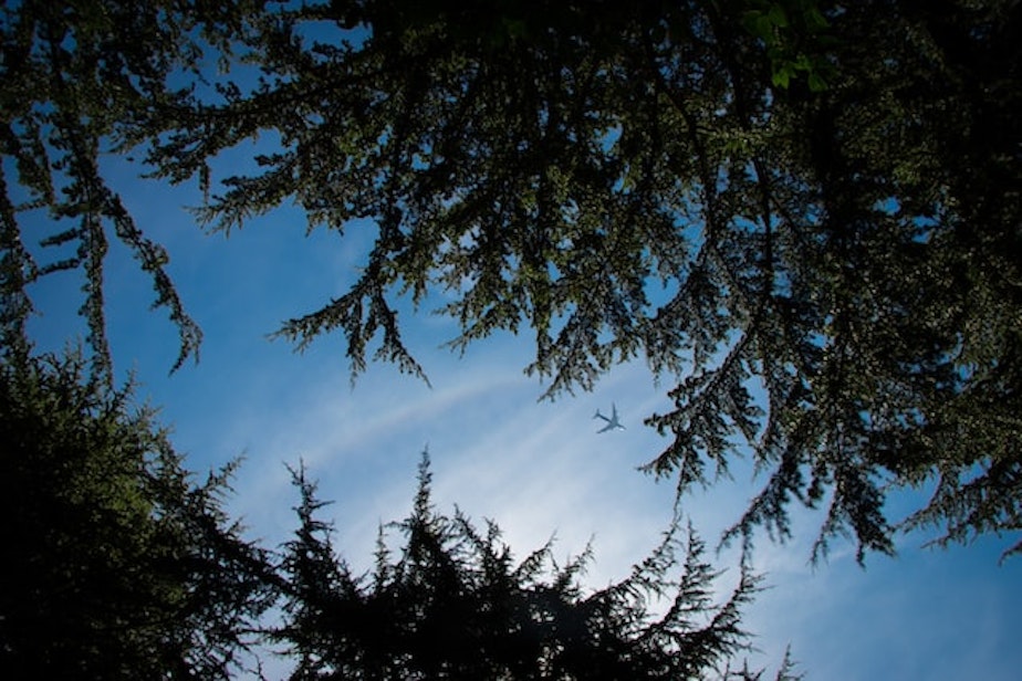 caption: Tree canopy over Seattle, Wash. 