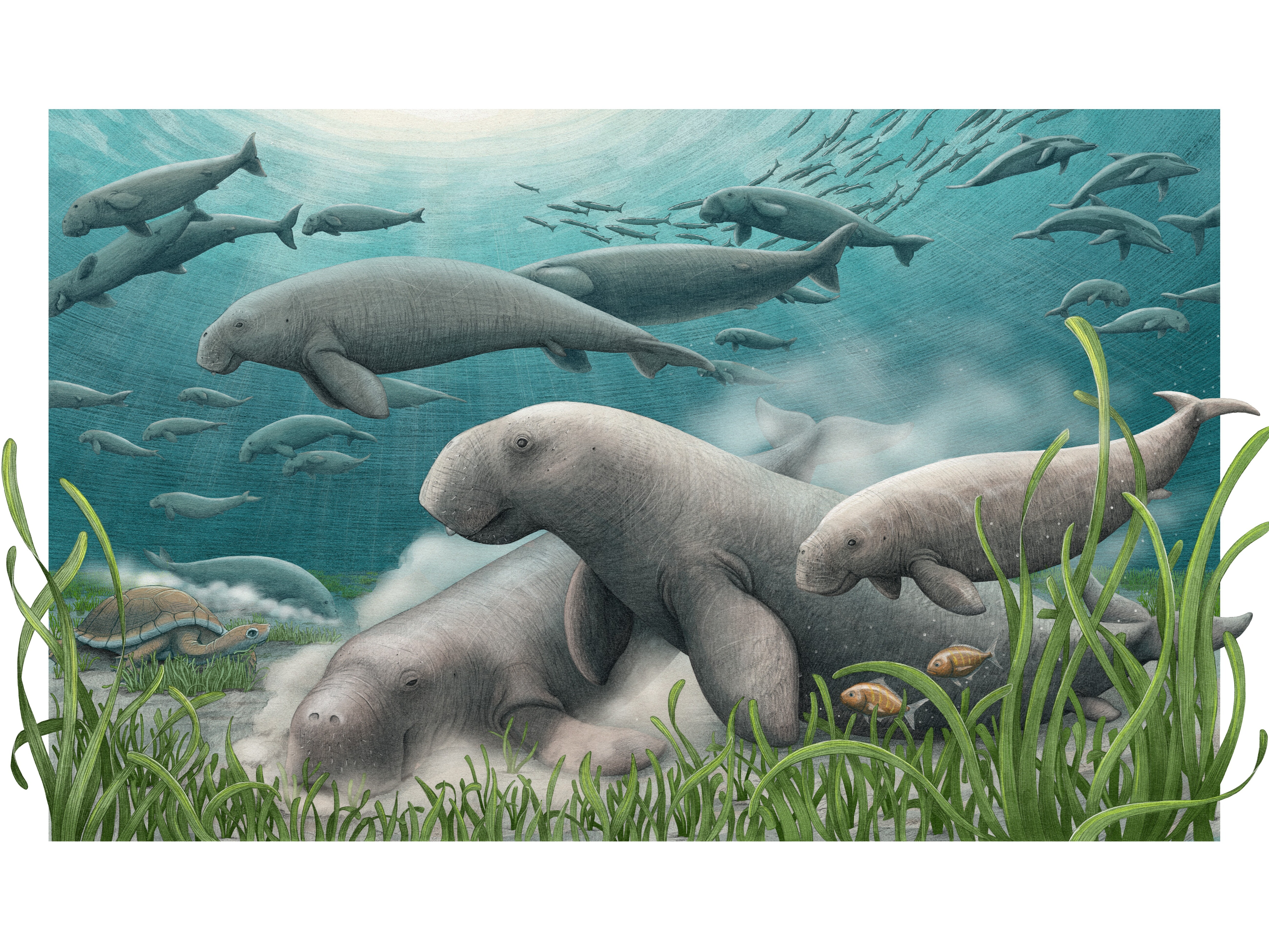 caption: This artist's rendering depicts a herd of ancient sea cows foraging on the seafloor. A new species of ancient sea cow, Salwasiren qatarensis, is one of the many species described in 2025.