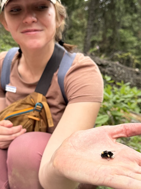 caption: Savannah Fields with the Chelan-Douglas Land Trust holds a chilled western bumblebee in her palm on July 19, 2025.