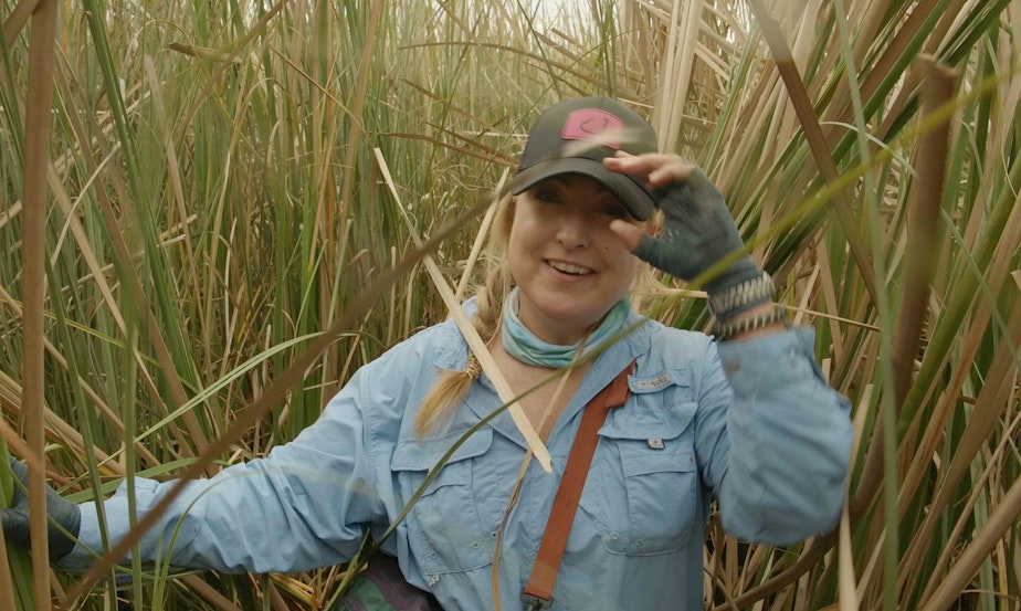 caption: Melissa Miller, biologist at the University of Florida, trekking through sawgrass marsh in the Everglades.