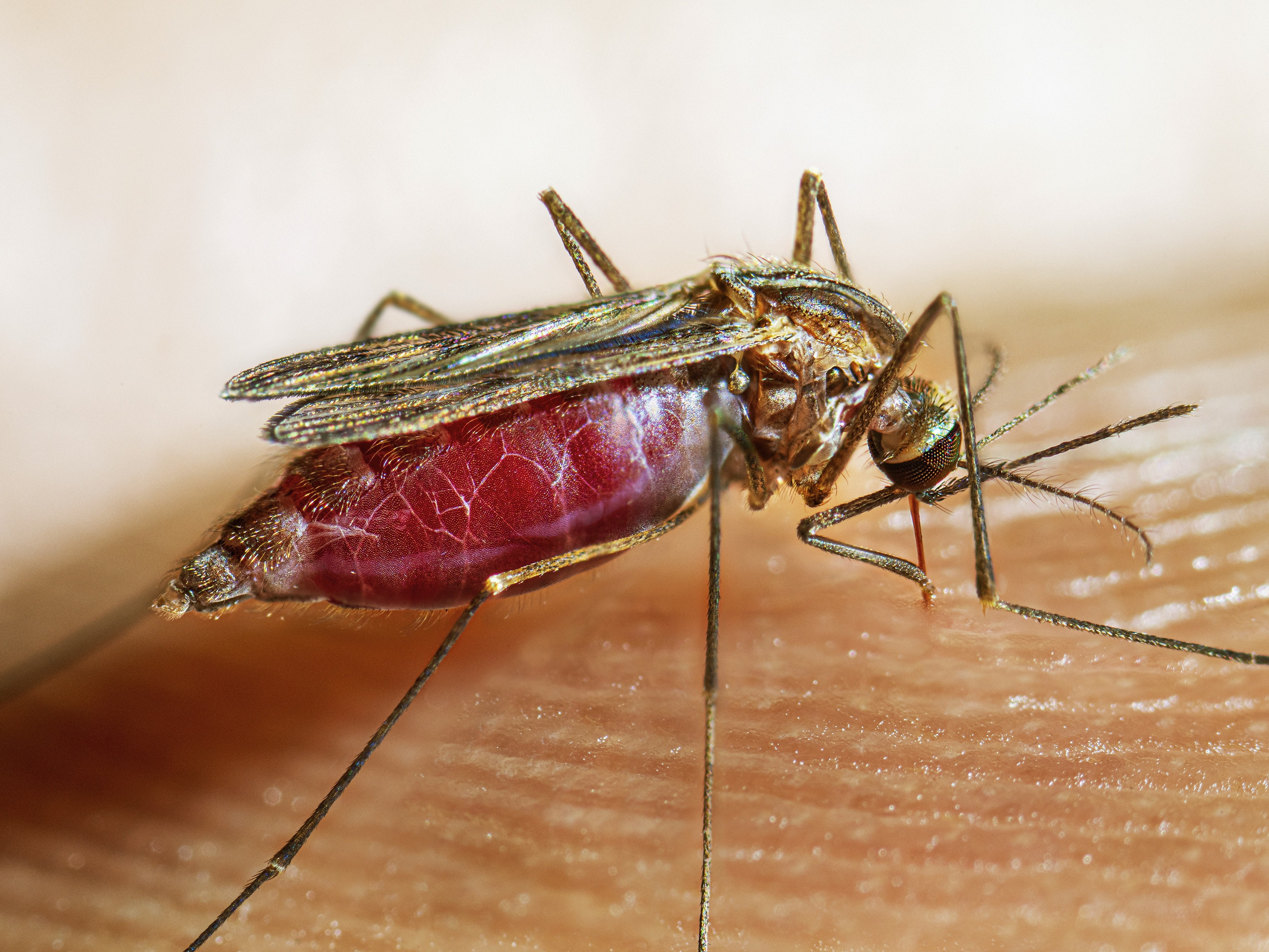 caption: A female Anopheles quadrimaculatus mosquito takes a blood meal from a host. For millennia, this mosquito has spread malaria. Researchers now think that these mosquitoes — and the disease they carry — played a critical role in determining where ancient humans settled and whether they thrived or failed to thrive.