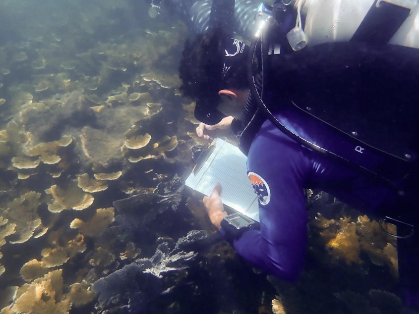 caption: Fabrizio Conejo, a PhD student in Andrew Baker's lab, takes notes on elkhorn found on a Honduran reef.

