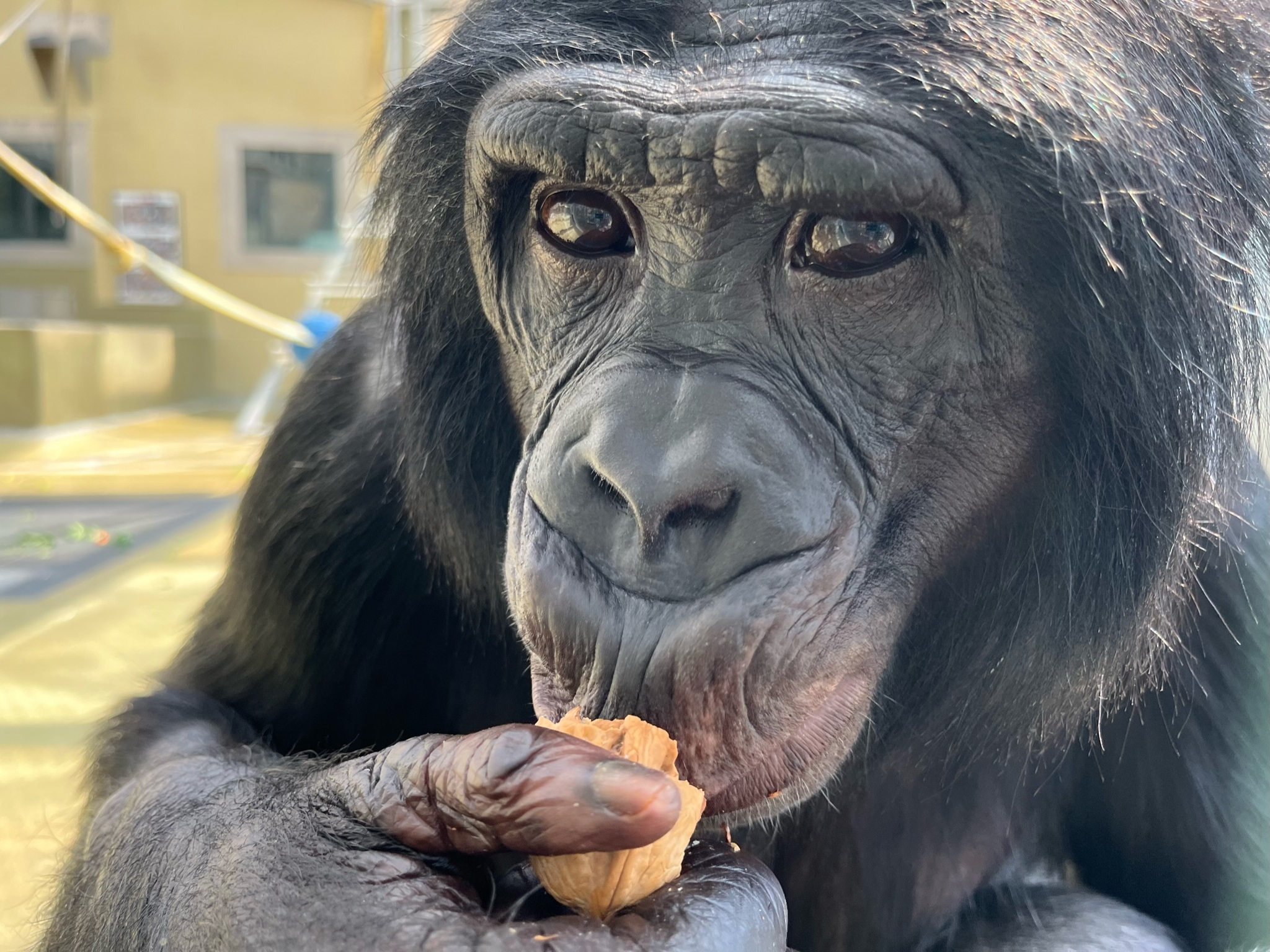 caption: Nyota, a bonobo living at Ape Initiative.