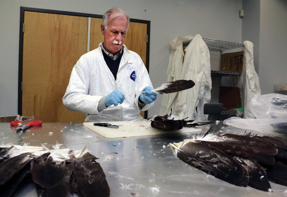 caption: Eagle feathers and parts are sent to the National Eagle and Wildlife Property Repository for redistribution to Native Americans for ceremonial use.