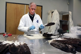 caption: Eagle feathers and parts are sent to the National Eagle and Wildlife Property Repository for redistribution to Native Americans for ceremonial use.