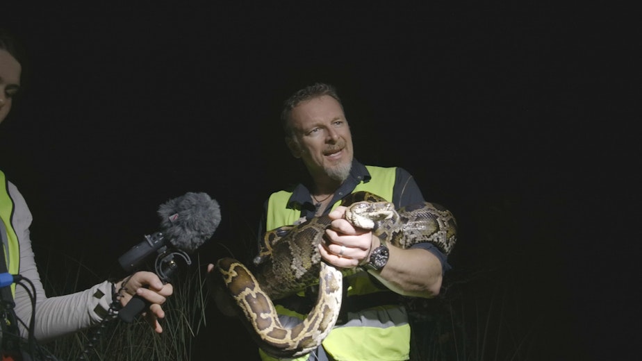 caption: Chris Morgan holds recently captured 10-foot Burmese python in South Florida.