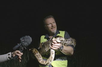 caption: Chris Morgan holds recently captured 10-foot Burmese python in South Florida.