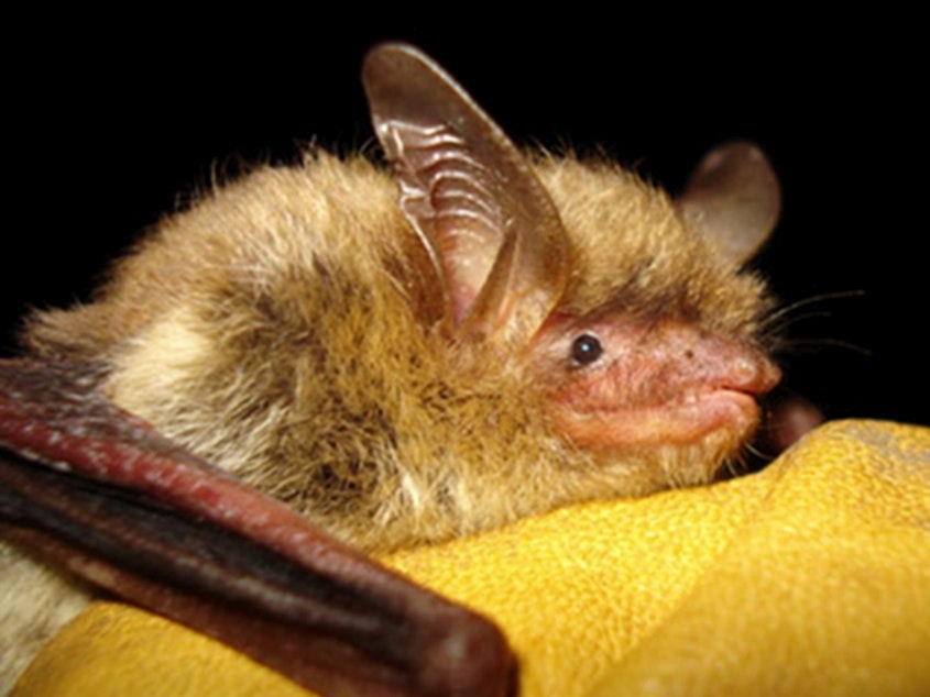 caption: The northern long-eared bat is the third bat species recommended for endangered status this year due to white-nose syndrome.